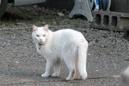 太田区のねこ