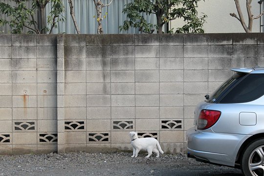 太田区のねこ