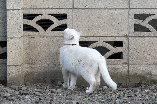 太田区のねこ