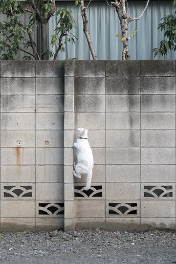 太田区のねこ