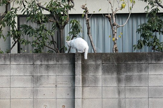 太田区のねこ