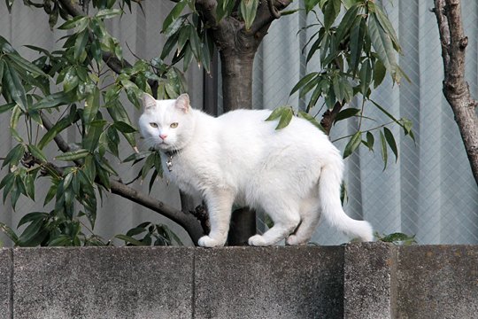 太田区のねこ