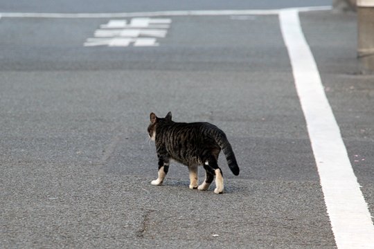太田区のねこ