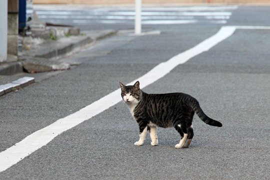 太田区のねこ