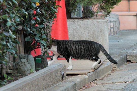 太田区のねこ