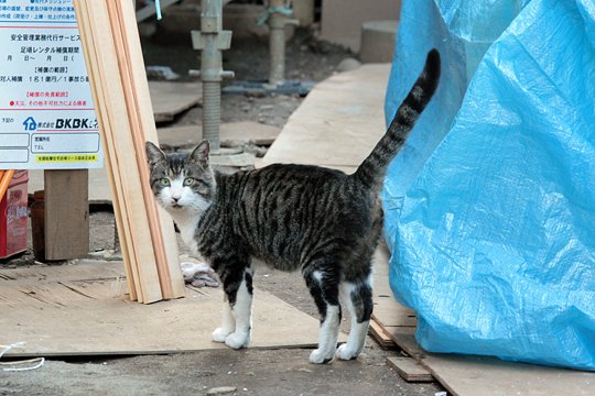 太田区のねこ