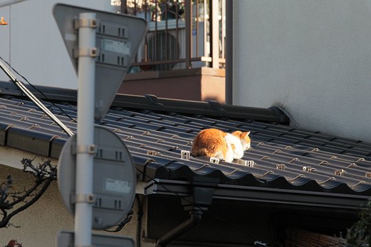 太田区のねこ