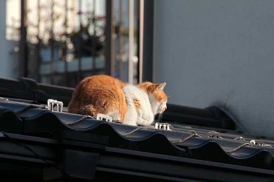 太田区のねこ