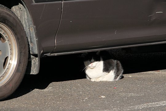 太田区のねこ