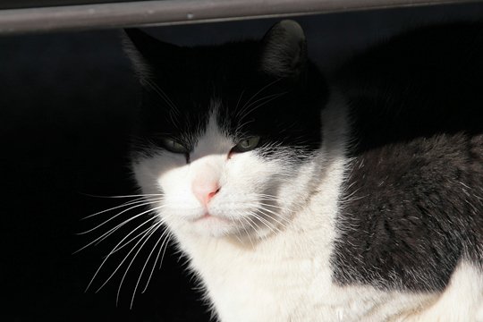太田区のねこ