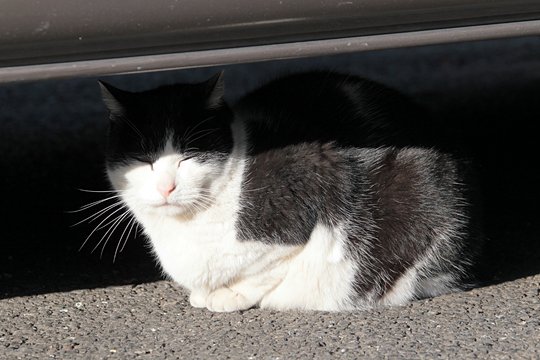 太田区のねこ