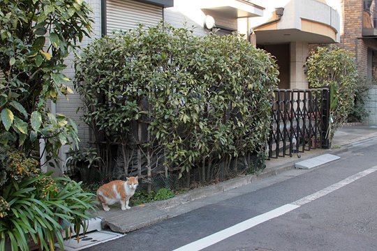 太田区のねこ
