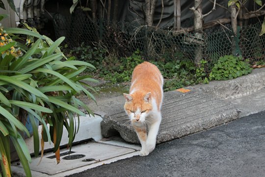 太田区のねこ