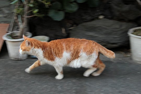 太田区のねこ