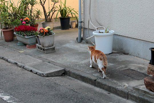 太田区のねこ