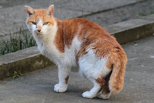 太田区のねこ