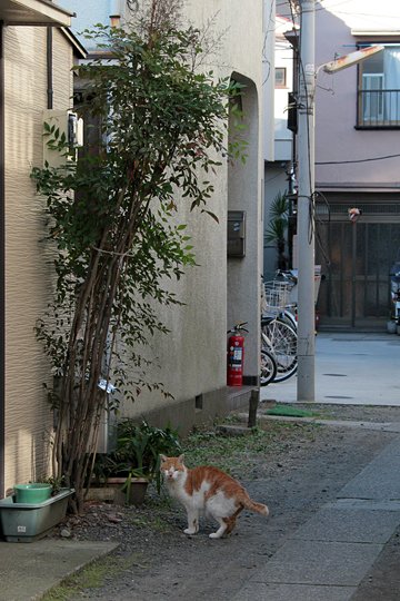 太田区のねこ