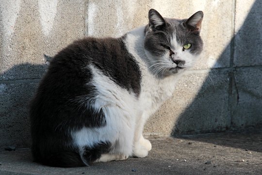 太田区のねこ
