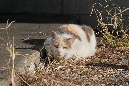 太田区のねこ