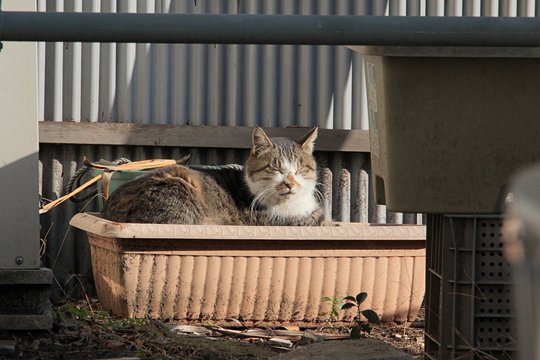 太田区のねこ