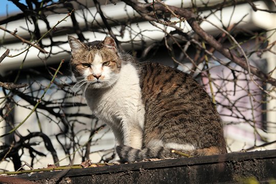 太田区のねこ