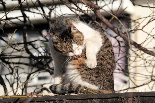太田区のねこ