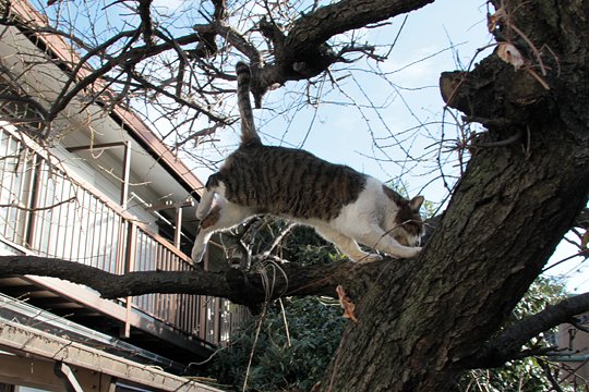 太田区のねこ
