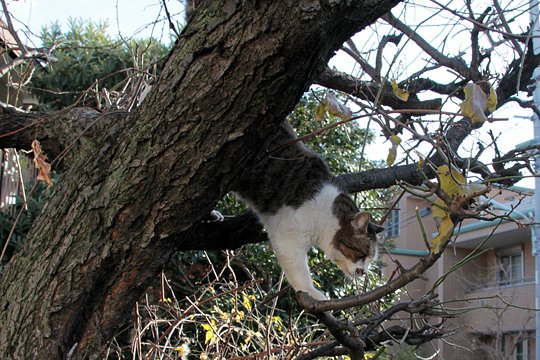 太田区のねこ