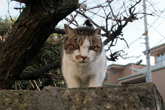 太田区のねこ