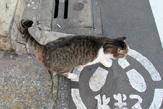 太田区のねこ