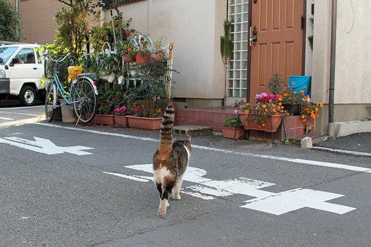 太田区のねこ