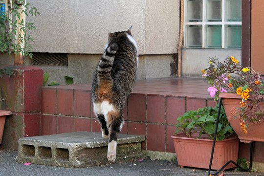 太田区のねこ