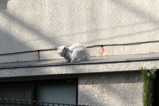 太田区のねこ