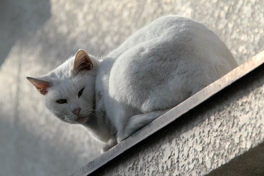 太田区のねこ
