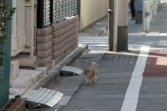 太田区のねこ