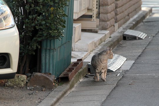 太田区のねこ