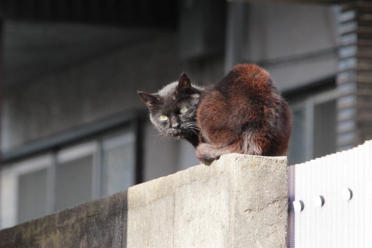 太田区のねこ
