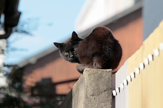 太田区のねこ