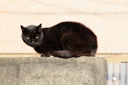太田区のねこ