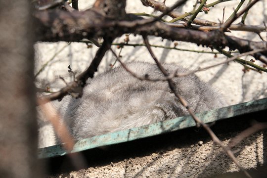太田区のねこ