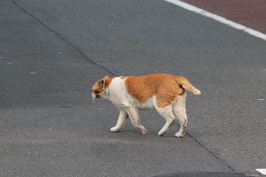 太田区のねこ