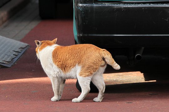 太田区のねこ