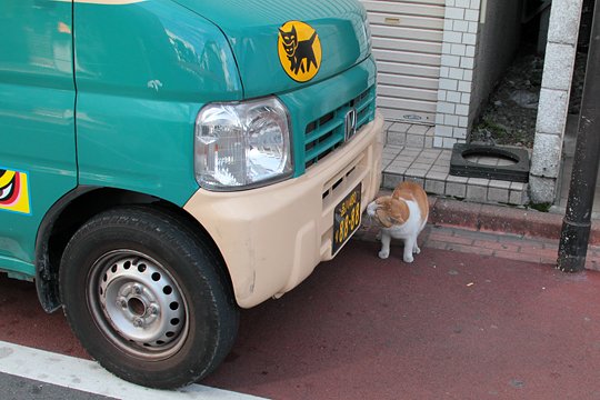 太田区のねこ