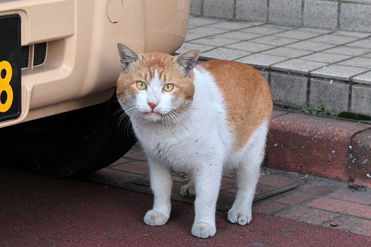 太田区のねこ