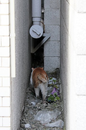 太田区のねこ