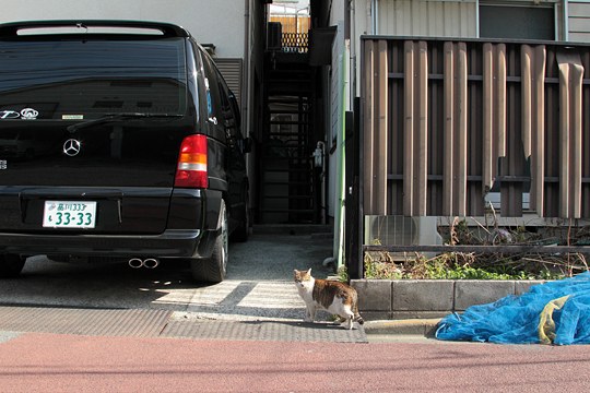 太田区のねこ