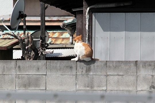 太田区のねこ