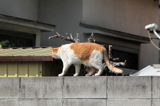 太田区のねこ