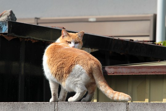 太田区のねこ