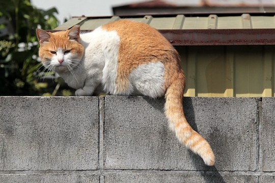 太田区のねこ